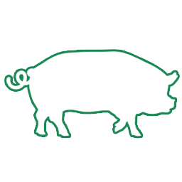 Pig